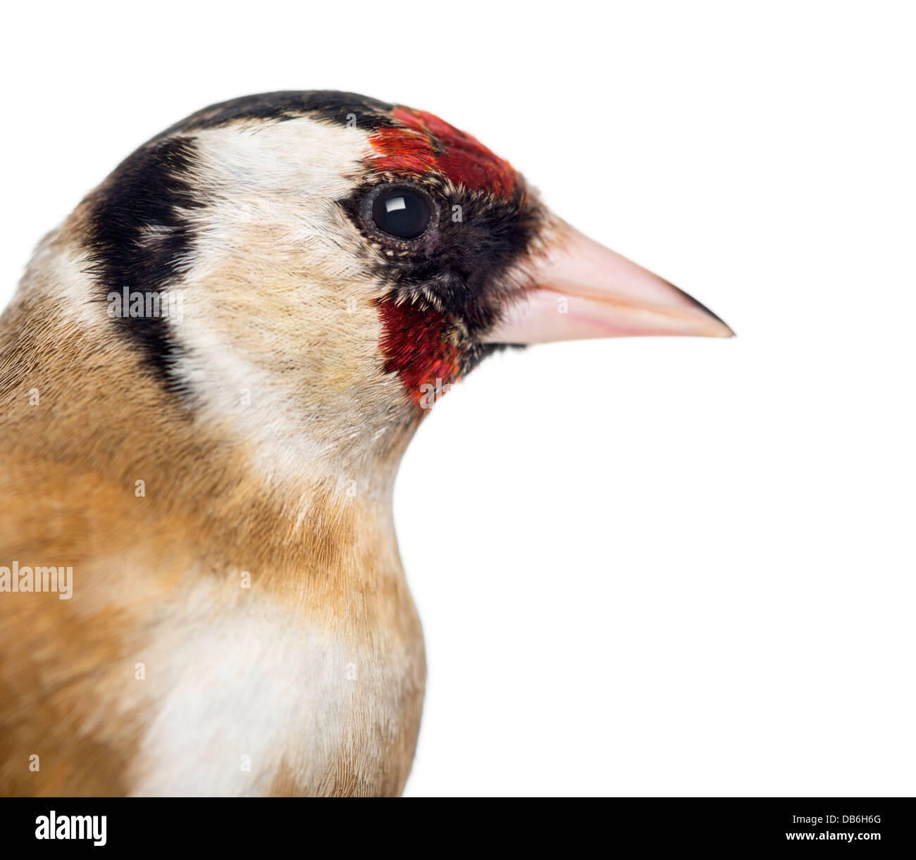 Close-up di unione cardellino, Carduelis carduelis, contro uno sfondo bianco Foto Stock