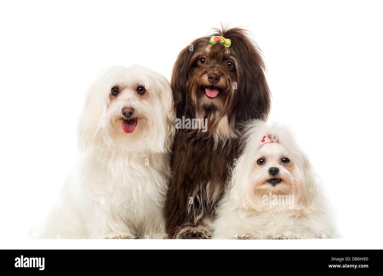 Gruppo di cani di ansimazione, Maltese e Havanese, contro uno sfondo bianco Foto Stock