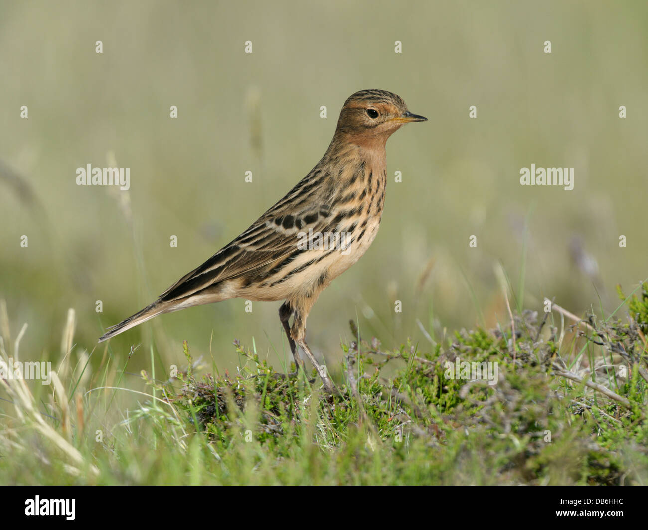 Rosso-throated Pipit Anthus cervinus Foto Stock