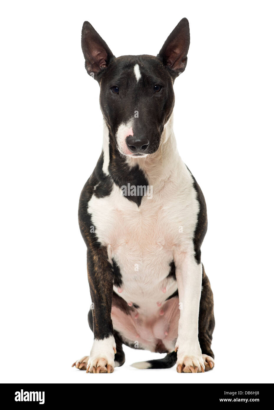Miniatura Bull Terrier seduto contro uno sfondo bianco Foto Stock