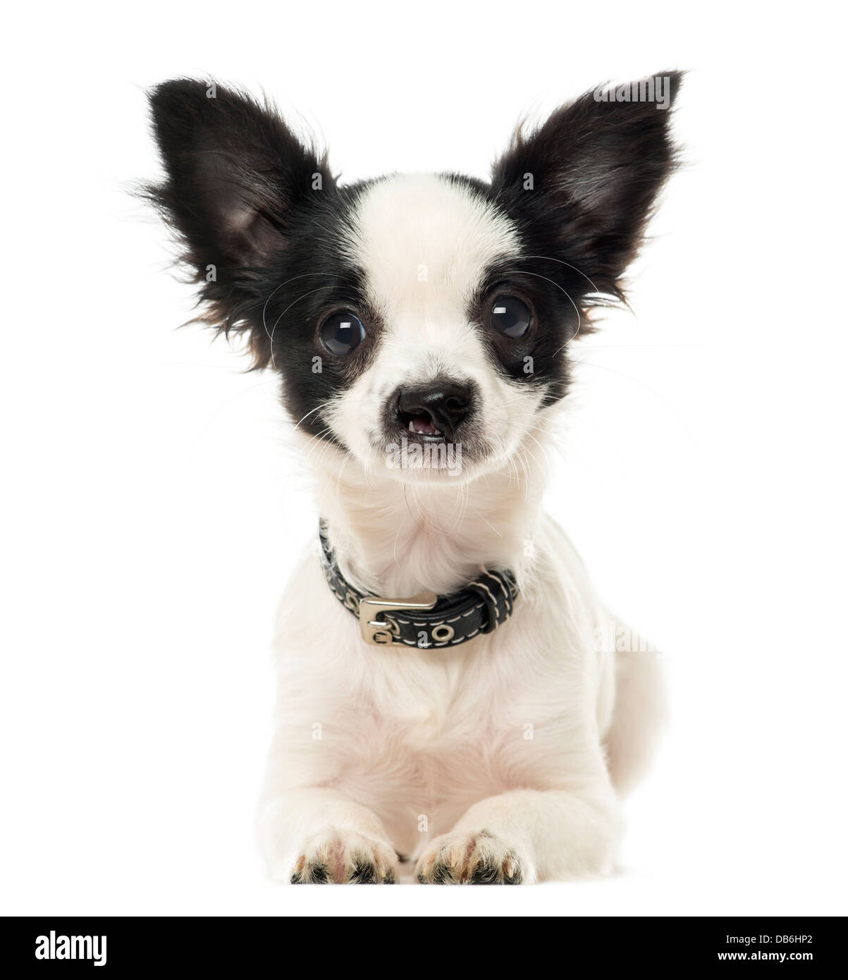 Harelip Chihuahua che giace contro uno sfondo bianco Foto Stock