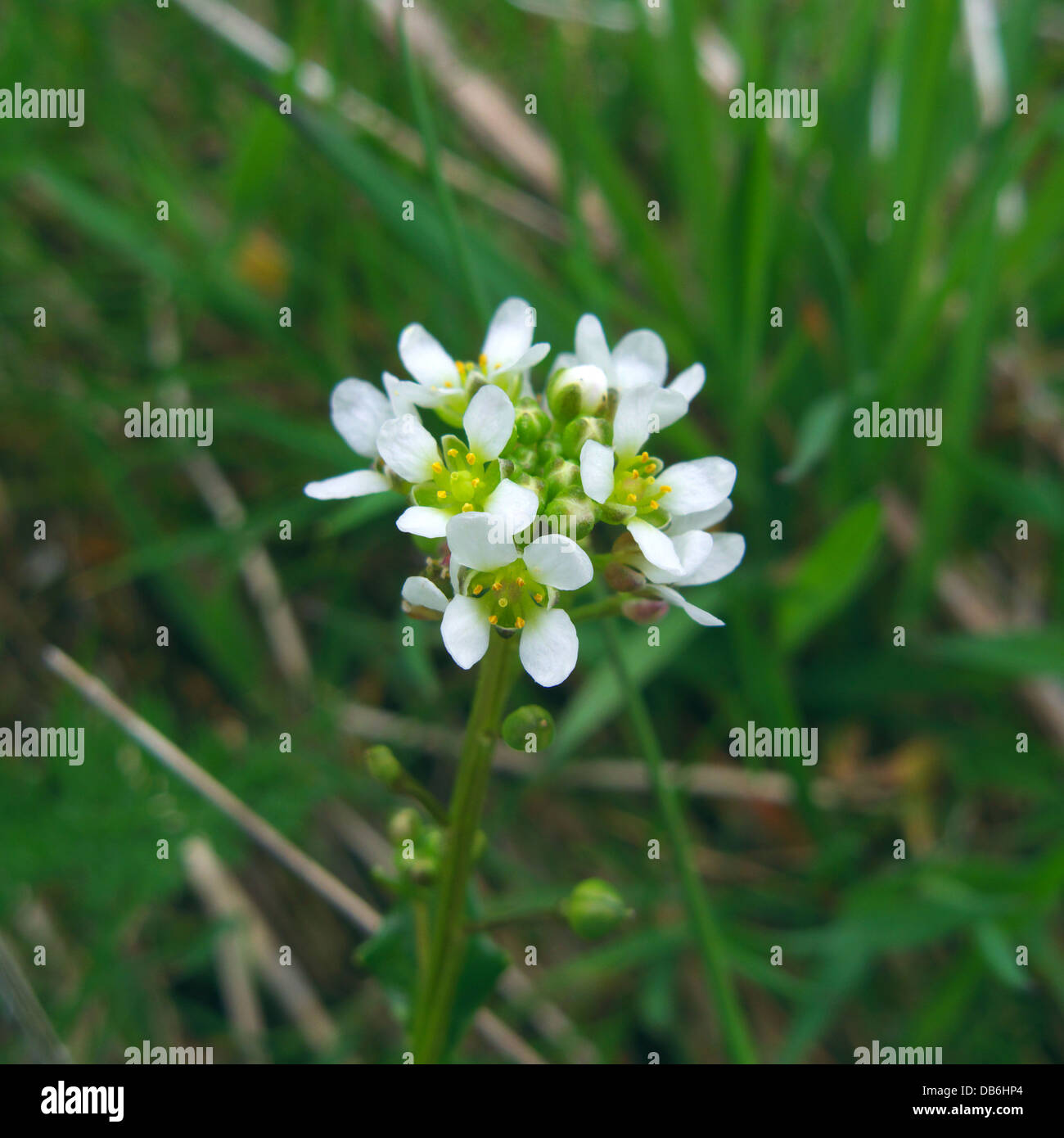 Cochlearia officinalis ( Scurvy-Grass comune ) In primavera, REGNO UNITO Foto Stock