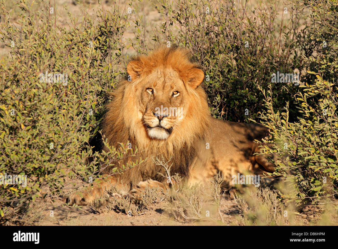 Grande maschio di leone africano (Panthera leo), Sud Africa Foto Stock