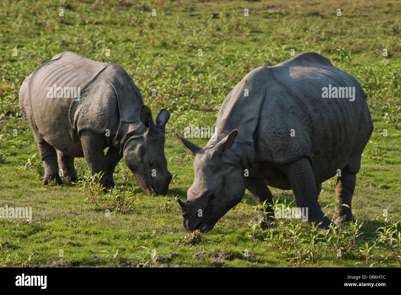 La madre e il giovane di un corno di rinoceronte di alimentazione, il Parco Nazionale di Kaziranga, India. Foto Stock
