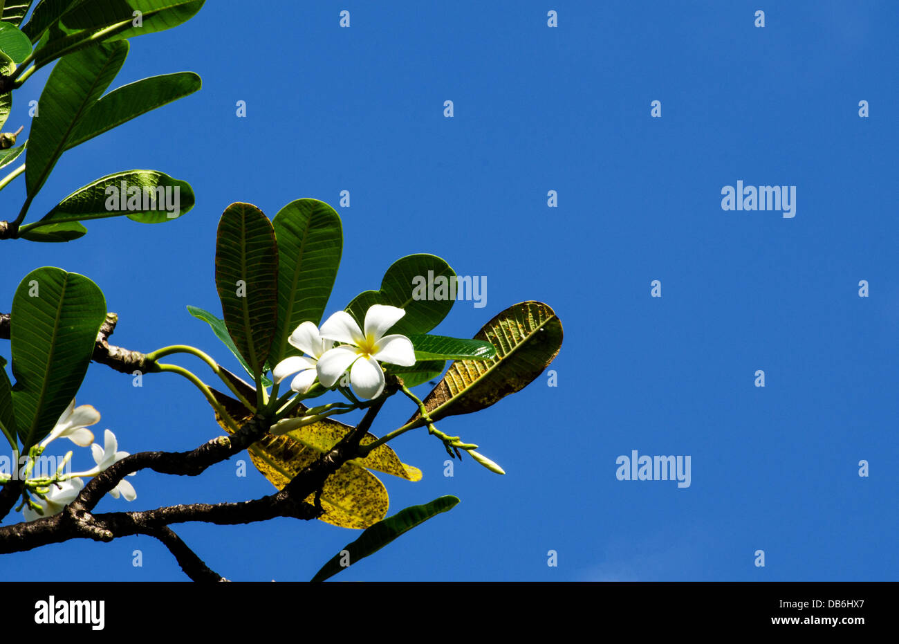 Un fiore di frangipani su un ramo con cielo blu in background Foto Stock