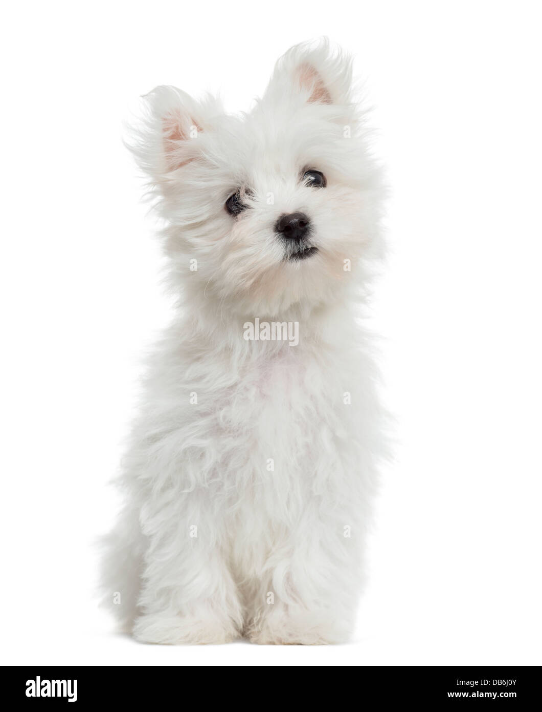 Cucciolo di maltese, 2 mesi di età, in piedi contro lo sfondo bianco Foto Stock
