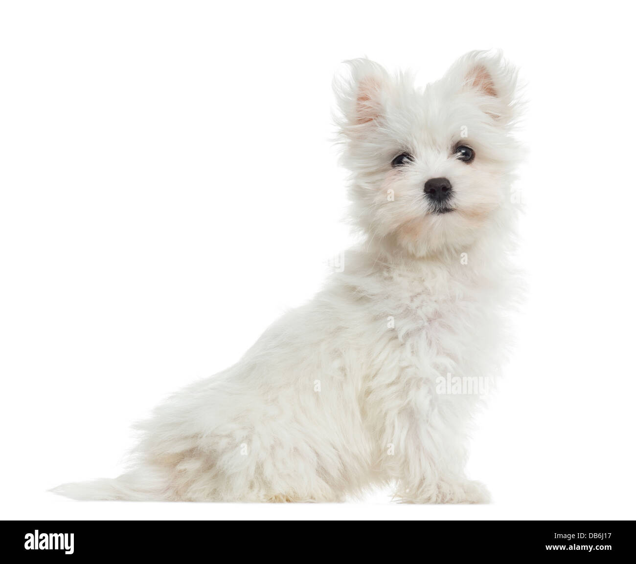 Vista laterale del cucciolo Maltese, 2 mesi di età, seduti contro uno sfondo bianco Foto Stock