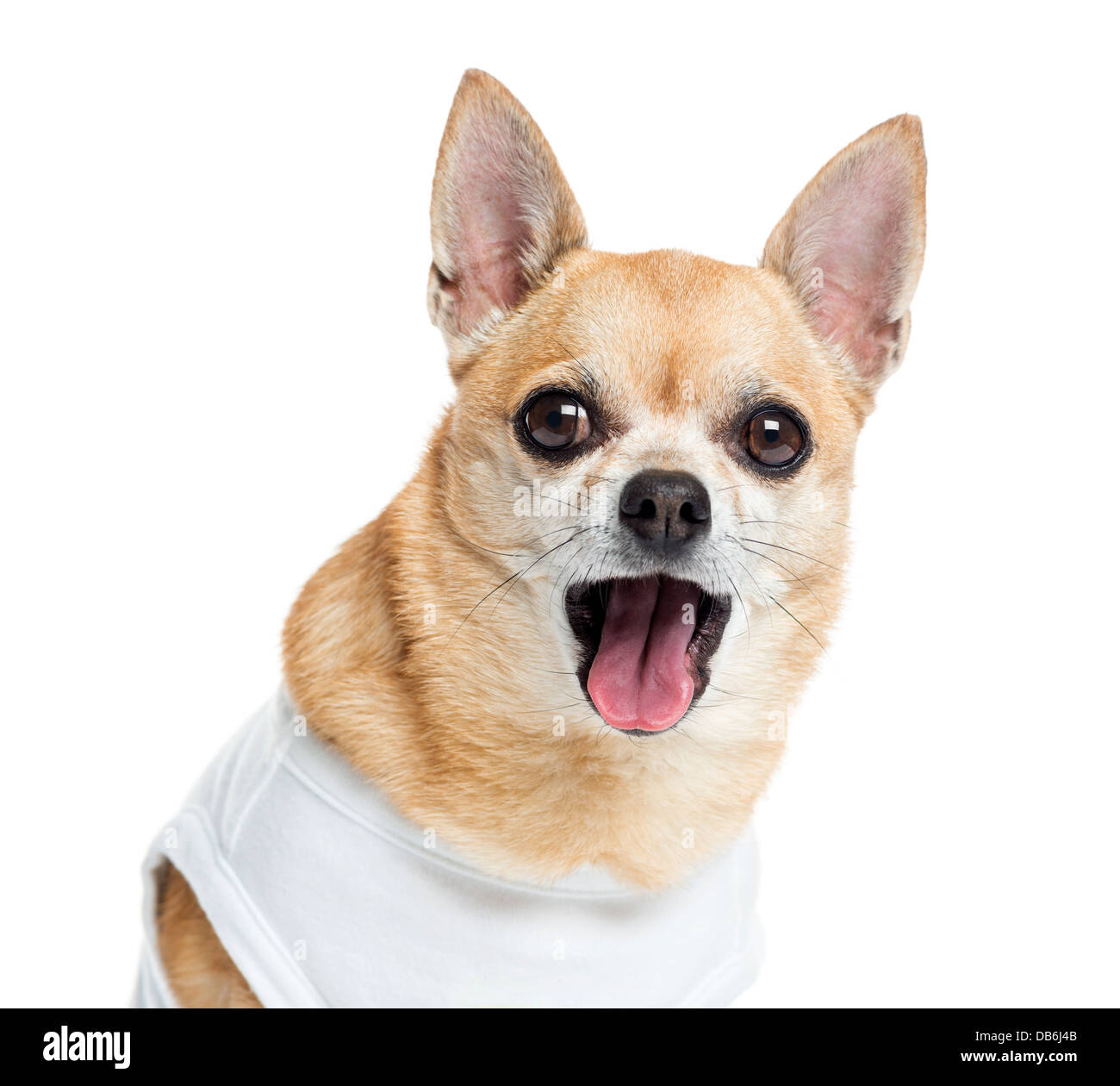 Close-up di vestito e ansimando Chihuahua contro uno sfondo bianco Foto Stock