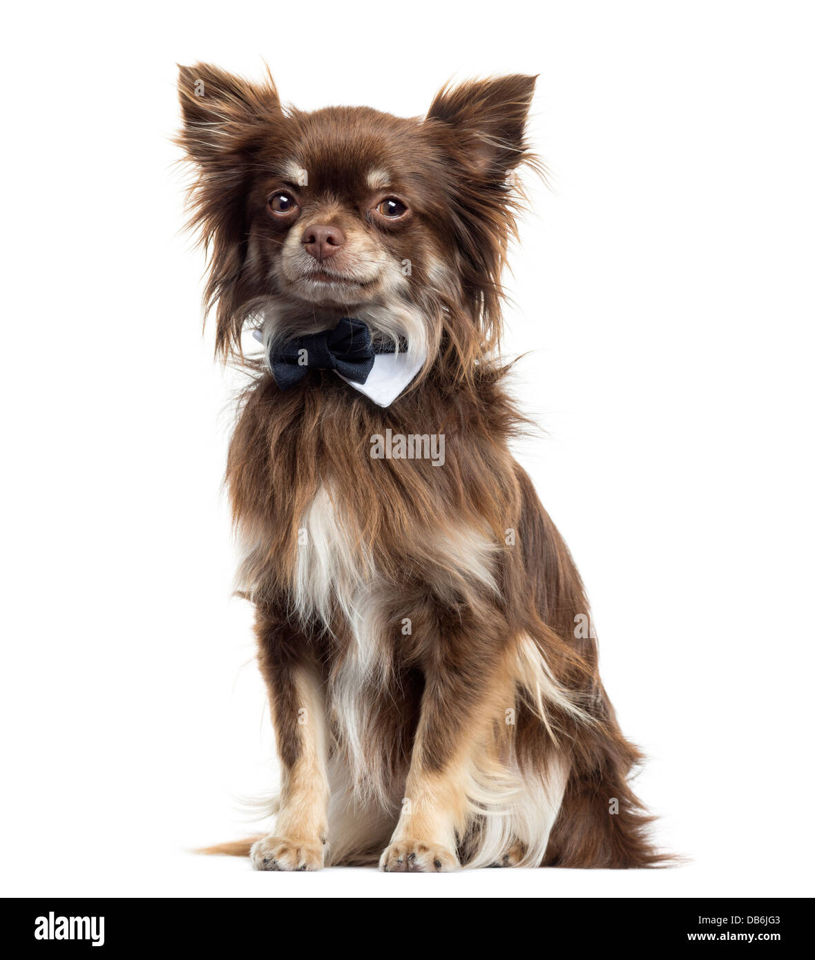 Chihuahua che indossa il filtro bow tie contro uno sfondo bianco Foto Stock