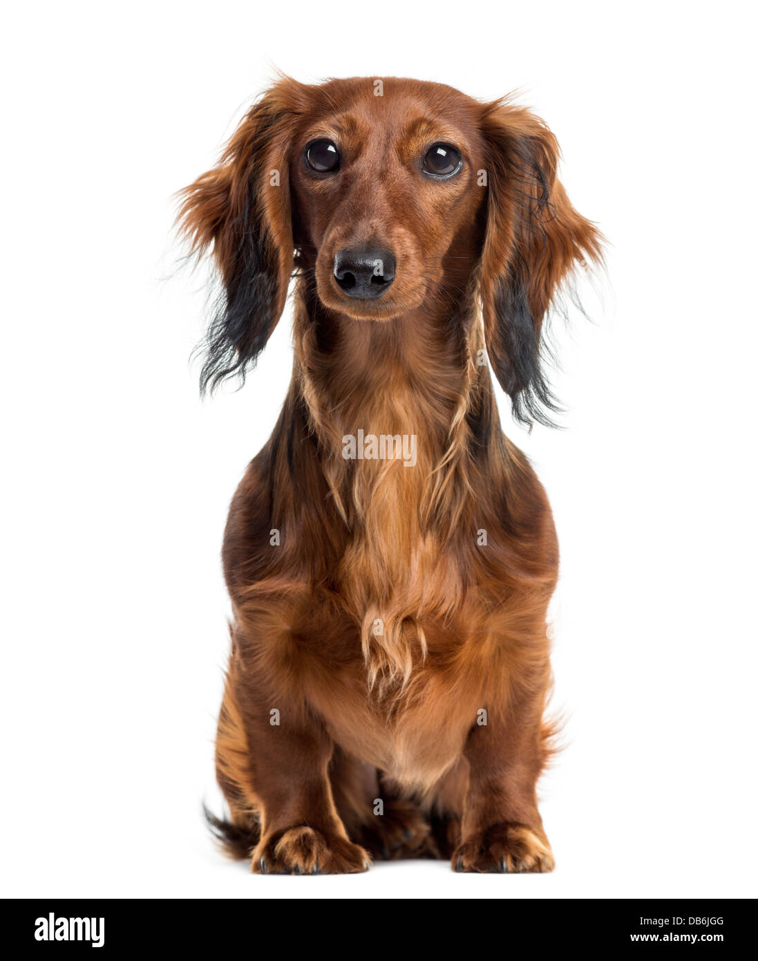 Ritratto di Bassotto seduti contro uno sfondo bianco Foto Stock