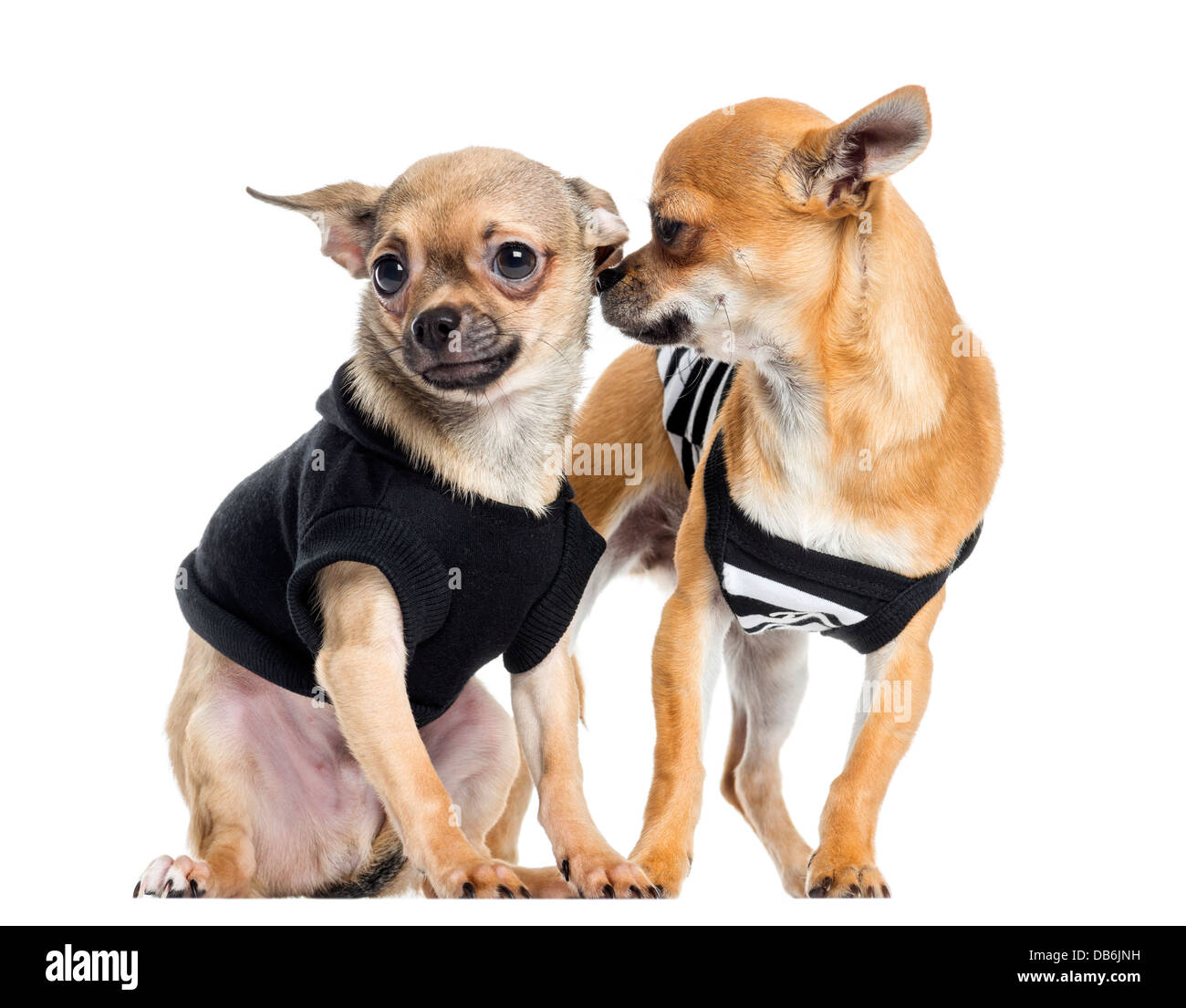 Due vestito Chihuahuas contro uno sfondo bianco Foto Stock