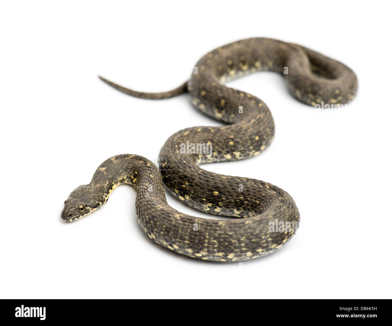 Green Whip Snake, Hierophis viridiflavus, contro uno sfondo bianco Foto Stock