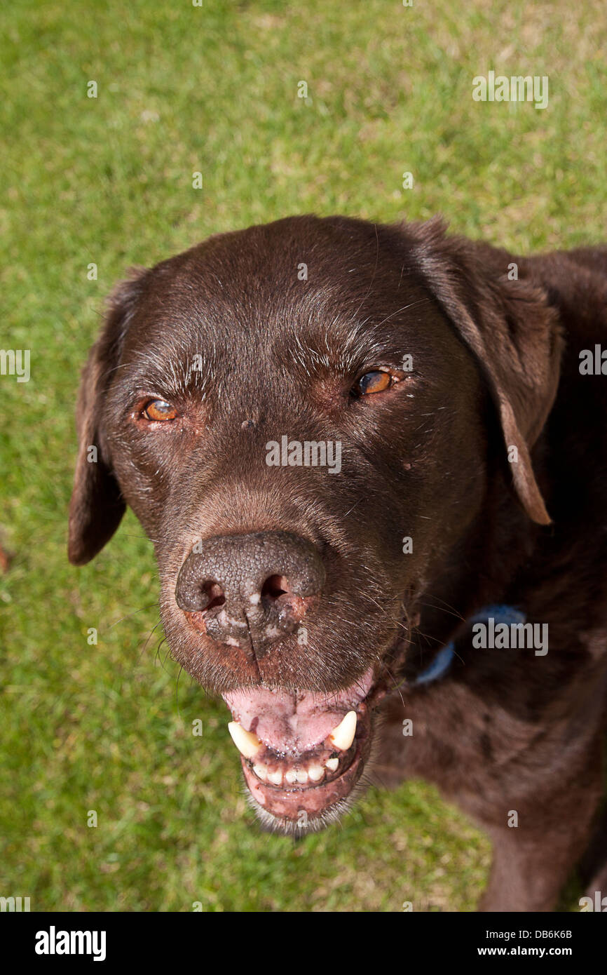 Fegato di anziani labrador affetti da artrite Foto Stock