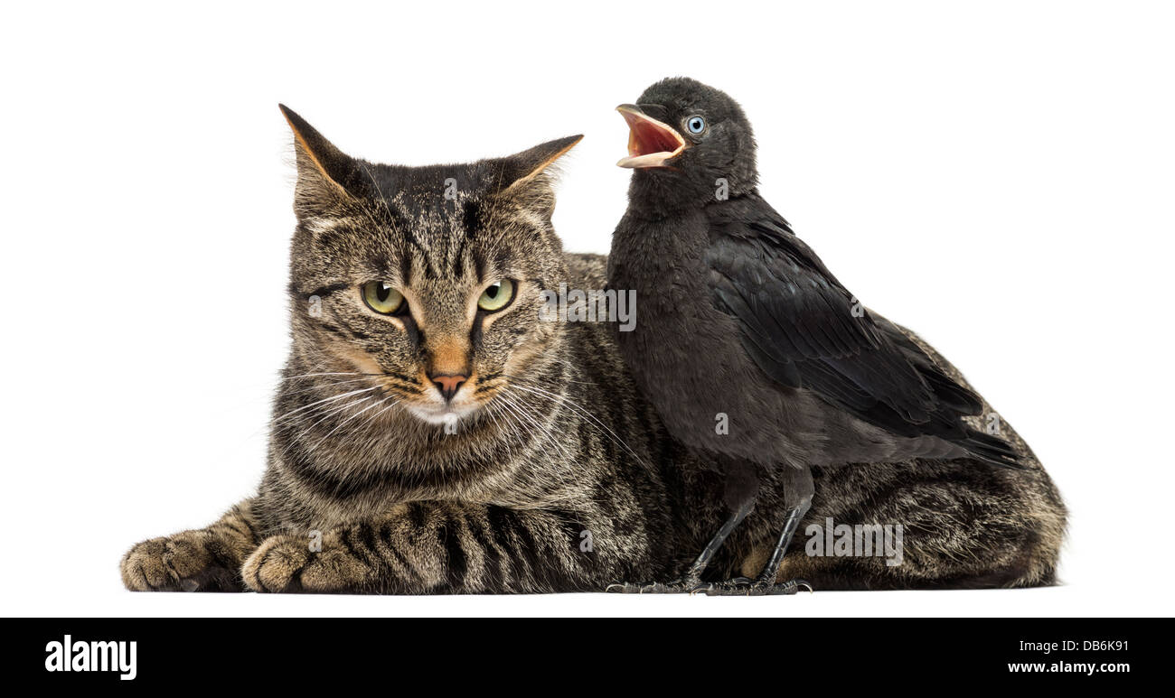 Western Taccola Corvus monedula, chiamando accanto al gatto contro uno sfondo bianco Foto Stock
