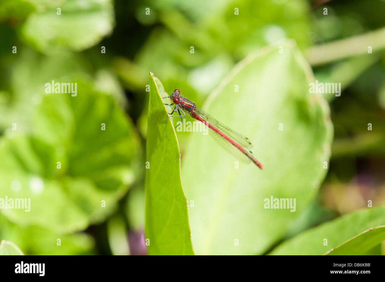 Adulti di corporatura robusta Damselfly rosso (Pyrrhosoma nymphula) sul laghetto in giardino impianto Foto Stock