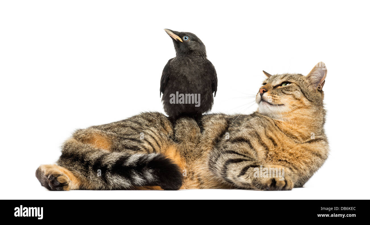 Western Taccola Corvus monedula, appollaiato su cat, guardando nella stessa direzione contro uno sfondo bianco Foto Stock