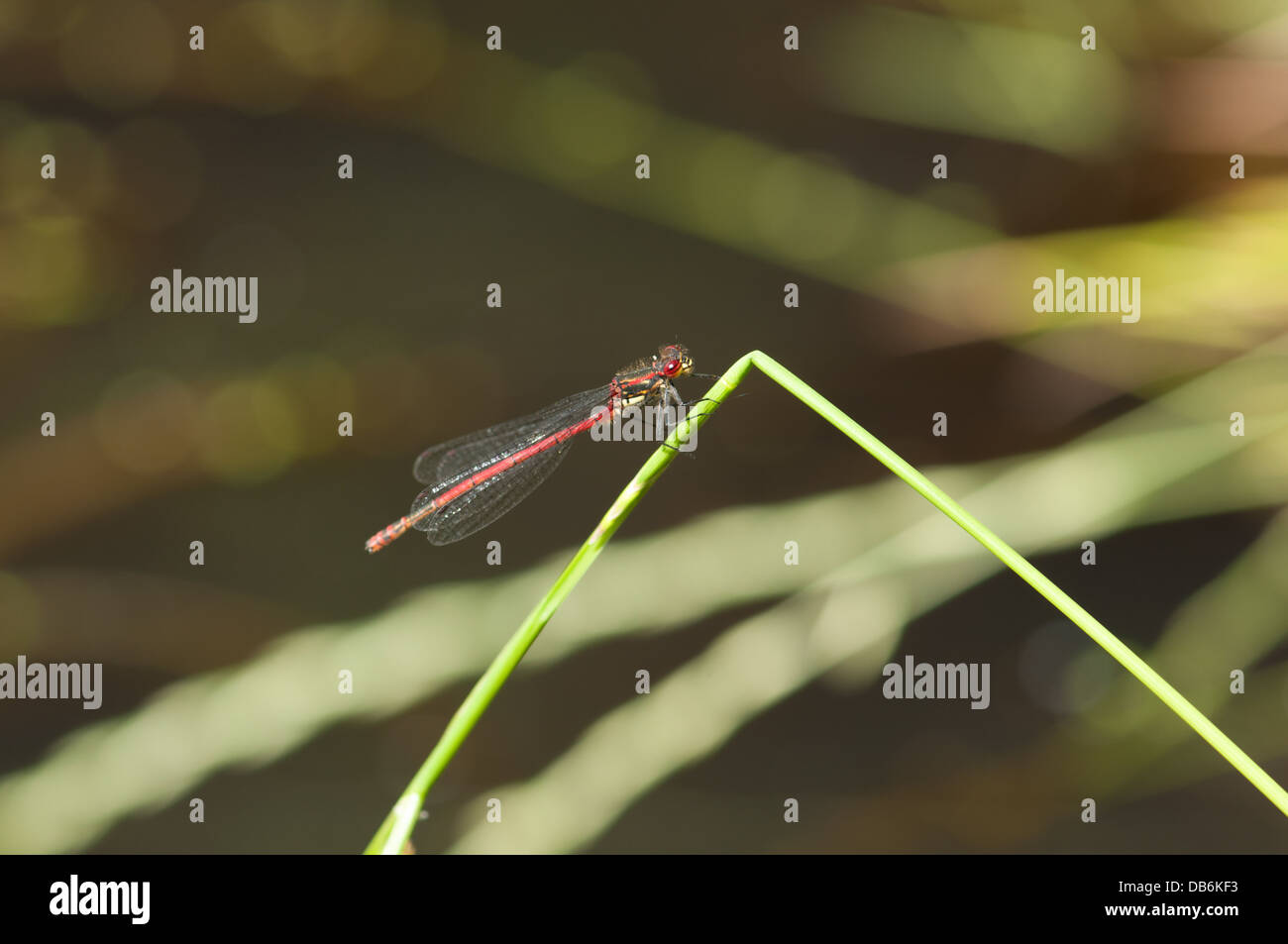 Adulti di corporatura robusta Damselfly rosso (Pyrrhosoma nymphula) sul laghetto in giardino impianto Foto Stock