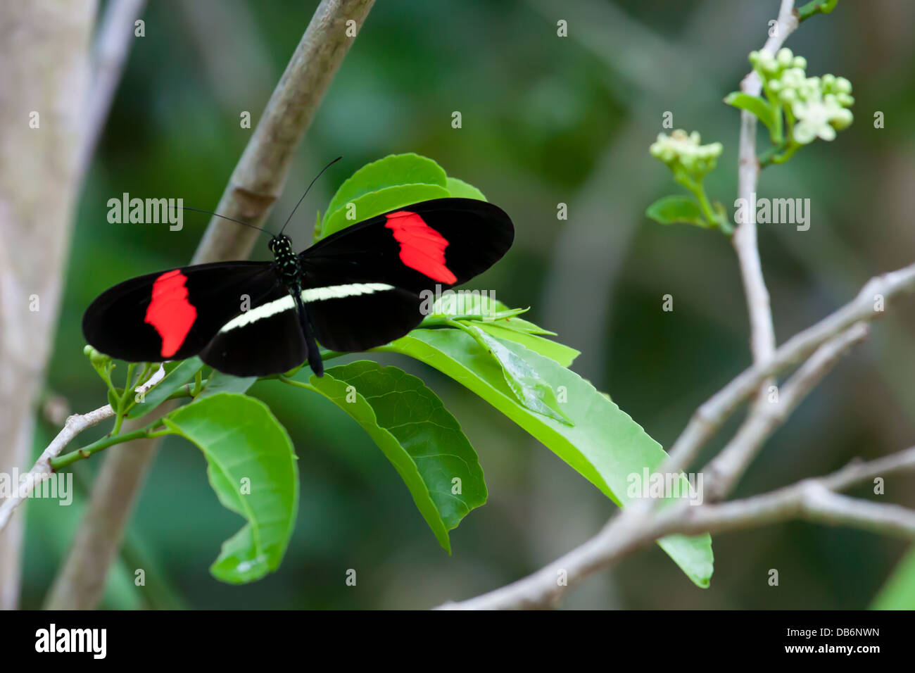 Red portalettere butterfly sul verde di foglie in Messico Foto Stock