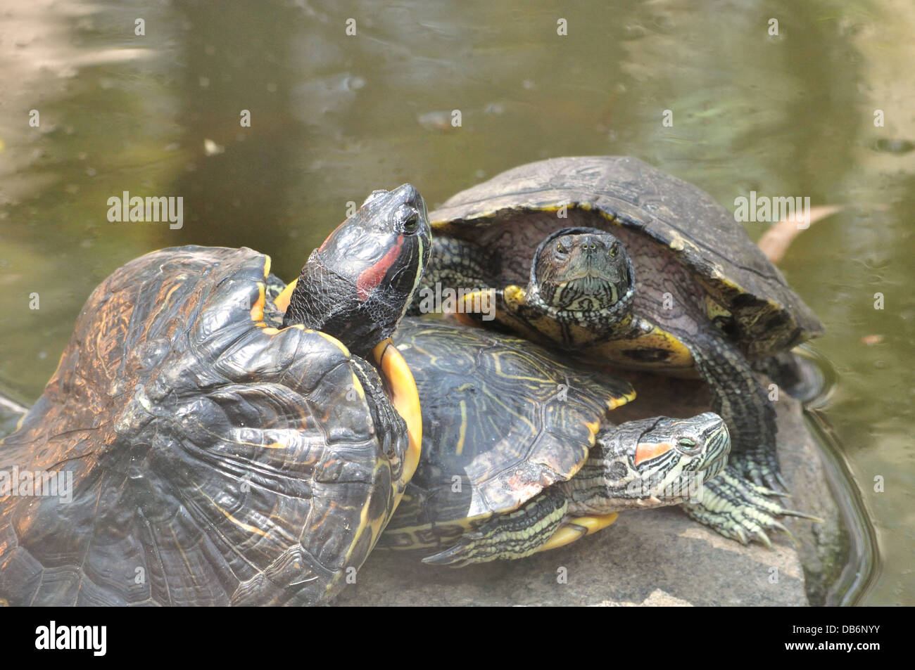 Rosso-eared slider Foto Stock