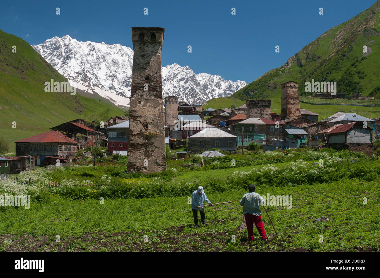 Tendendo le coltivazioni in Ushguli, più alto d'Europa permanentemente-centro abitato Foto Stock