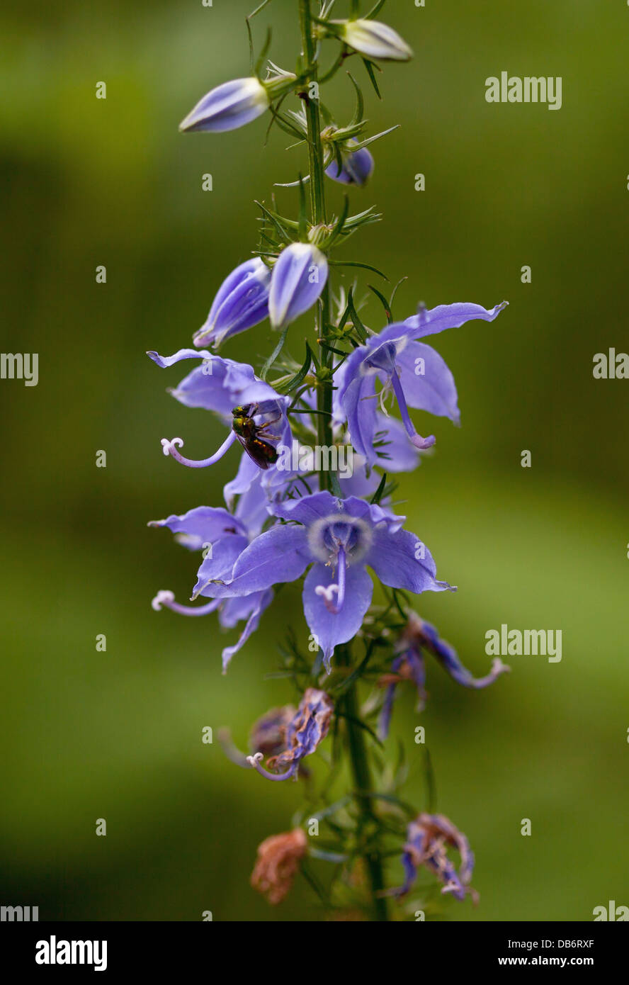 Tall campanula (Campanulastrum americanum) con il sudore delle api. Foto Stock