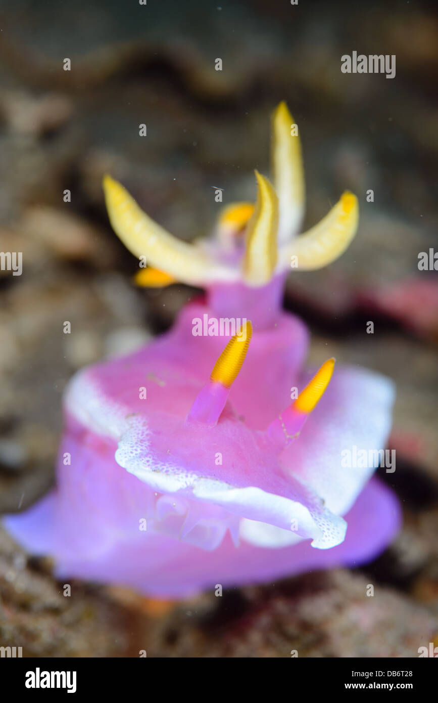 Un mare di colore rosa slug, nudibranch, Hypselodoris Bulloki presi in Lembeh strait Foto Stock