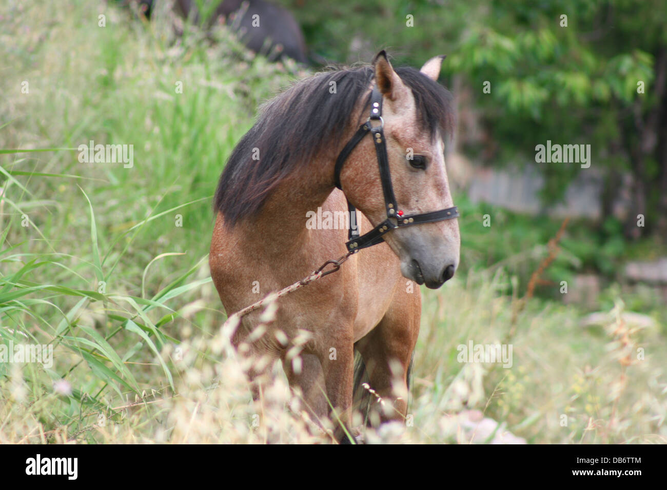 Lonely cavallo in Prato, vicino fino Foto Stock