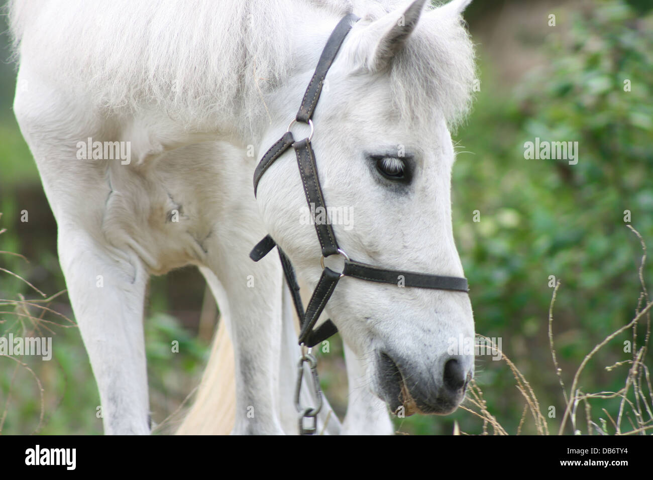 Triste cavallo bianco,close up Foto Stock