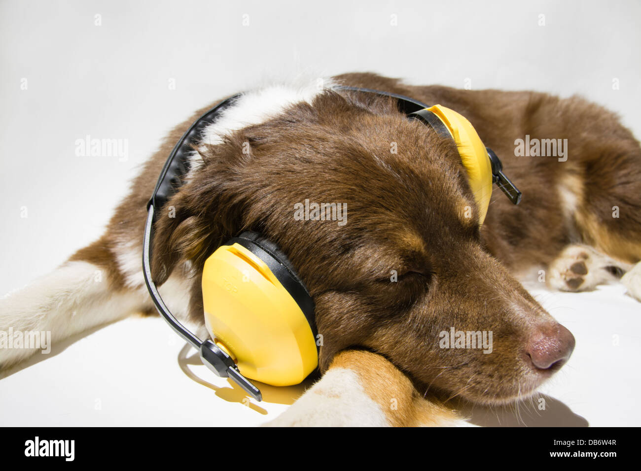 Un rosso Tri-color pastore australiano cane addormentato giallo da indossare protezioni per l'udito. Foto Stock