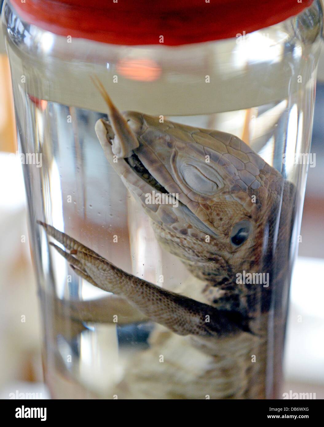 Un leguan preparated in spiritus è uno dei molti elementi di un più di 300-anno-vecchia raccolta di preparazioni di pesci, anfibi, rettili e preparati anatomici per la naturale la raccolta della storia del Museo Waldenburg in Waldenburg, Germania, 19 luglio 2013. Il Waldenburg storia naturale è raccolta su dei più antichi musei di storia naturale in Germania. Foto: Hendrik Schmidt Foto Stock