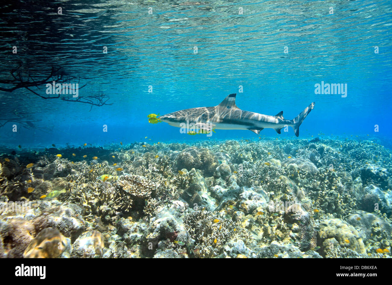 Blacktip Reef Shark Carcharhinus melanopterus, piscina poco profonda sulla barriera corallina con cinque pilotfish Foto Stock