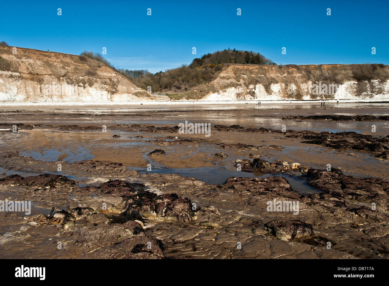 Guardando indietro alla scogliera e scalo a danesi Dyke Beach, East Yorkshire, Regno Unito Foto Stock