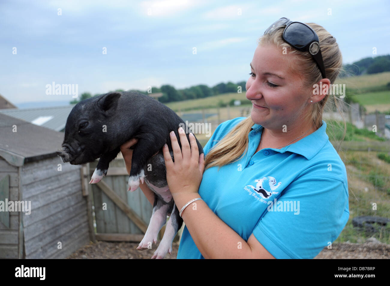 Giovane donna la manipolazione di un vietnamita in miniatura vaso panciuto suino in primavera Farm Barn in Lewes . Il maiale è hayfever Foto Stock