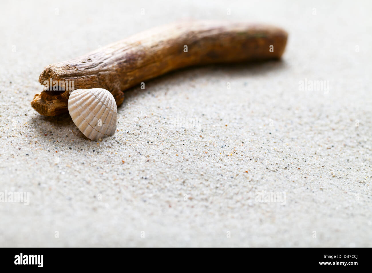 Spiaggia di sabbia con shell e ramoscello. Estate Sfondo sabbia concetto. Copia dello spazio. Macro shot Foto Stock