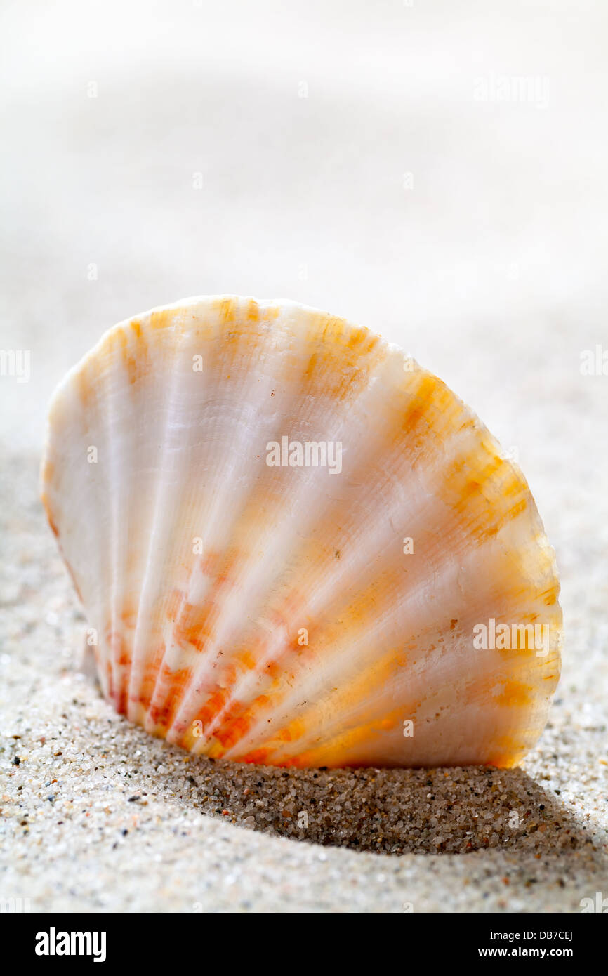 Seashell sulla spiaggia sfondo. Concetto di estate con copia spazio. Macro shot Foto Stock