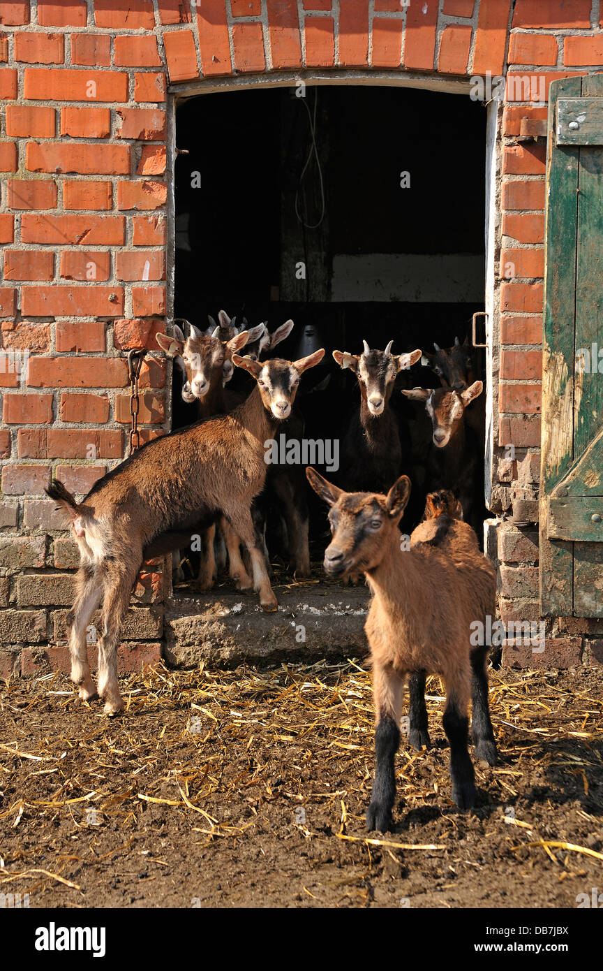 Goatlings o i bambini in piedi presso la porta del granaio su di una azienda agricola biologica Foto Stock