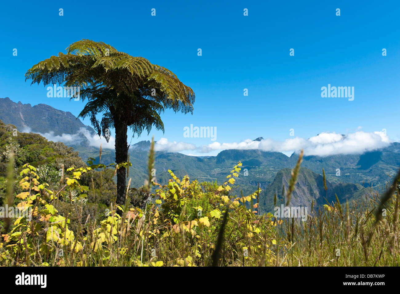 Tree Fern (Cyatheales) su un pendio di montagna Foto Stock