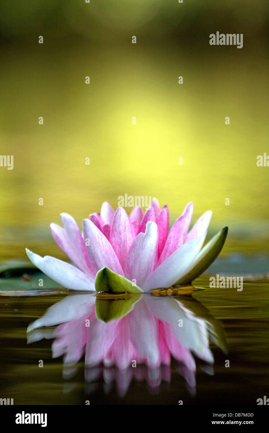 Ninfea Bianca (Nymphaea sp.) Foto Stock
