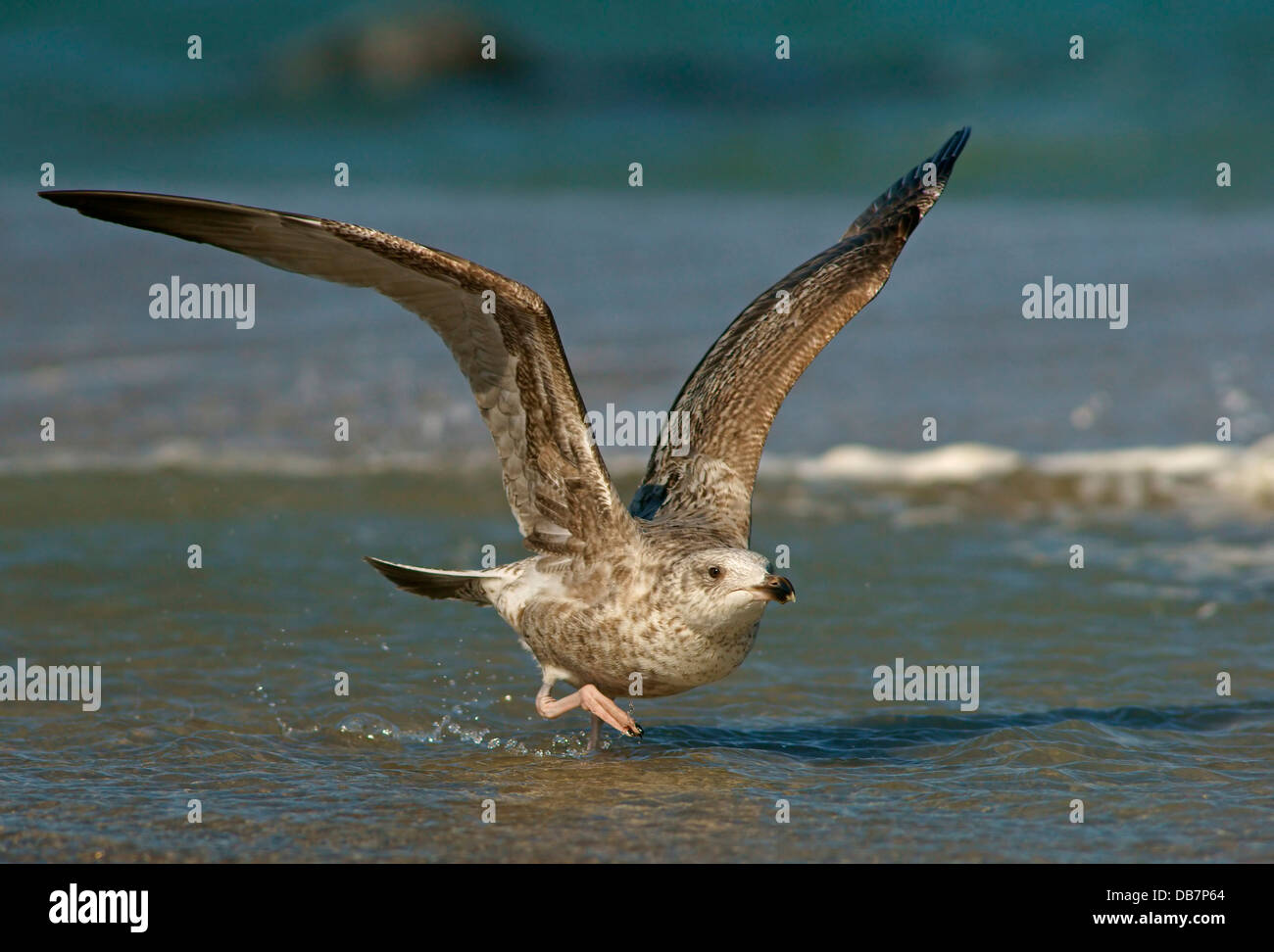 Giovani aringhe gabbiano (Larus argentatus) in piumaggio giovanile Foto Stock