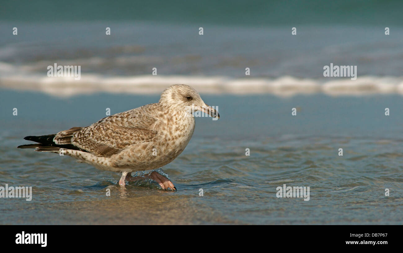 Giovani aringhe gabbiano (Larus argentatus) in piumaggio giovanile Foto Stock