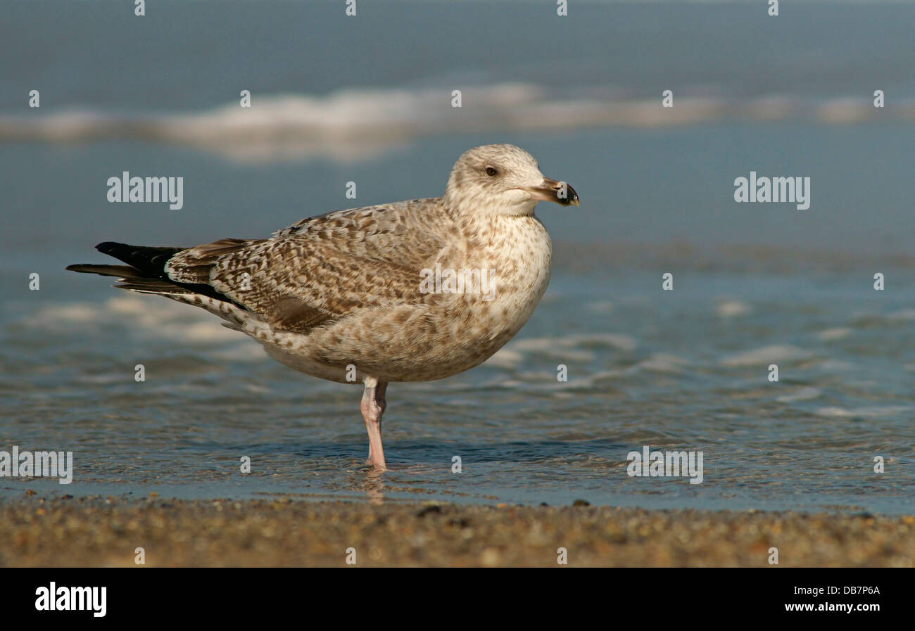 Giovani aringhe gabbiano (Larus argentatus) in piumaggio giovanile Foto Stock