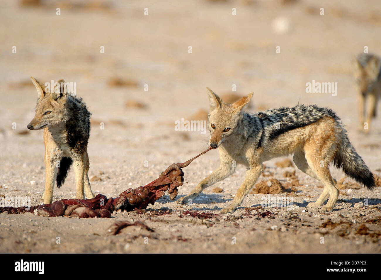 Nero-backed sciacalli (Canis mesomelas) alimentazione sulla preda Foto Stock