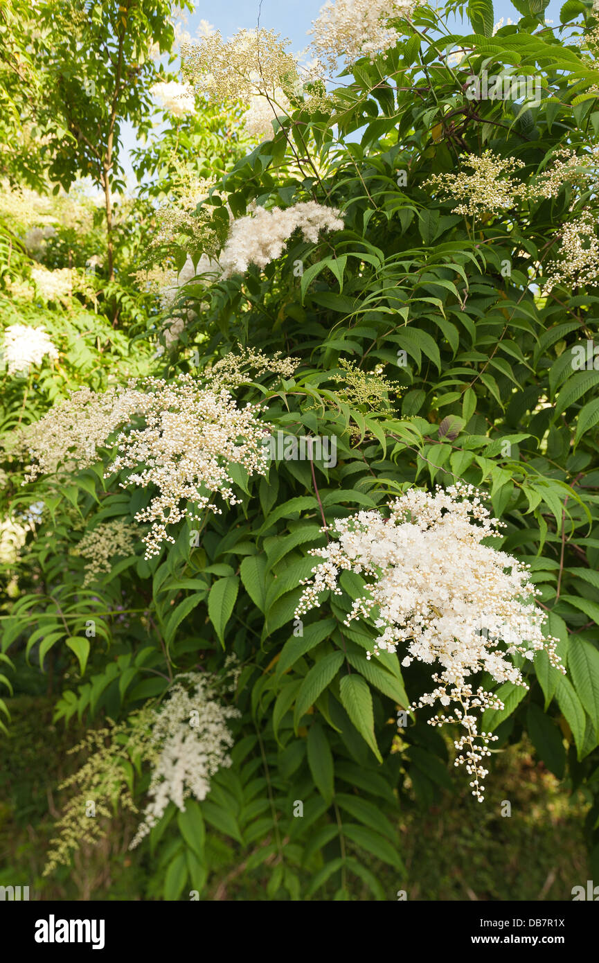Billowy abbondante spray bianco fiore fiorisce molto fine cluster delicati fiori Sorbaria sorbifolia False Spiraea Foto Stock
