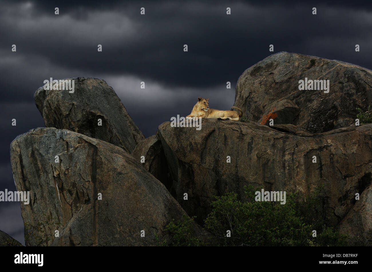 Leonessa (Panthera leo) su una roccia durante una tempesta Foto Stock