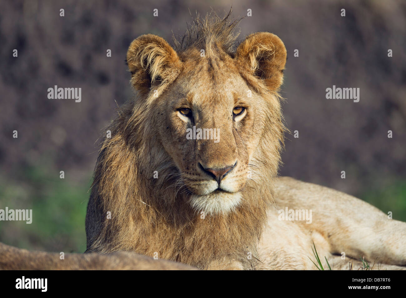 Giovani lion (Panthera leo), maschio Foto Stock