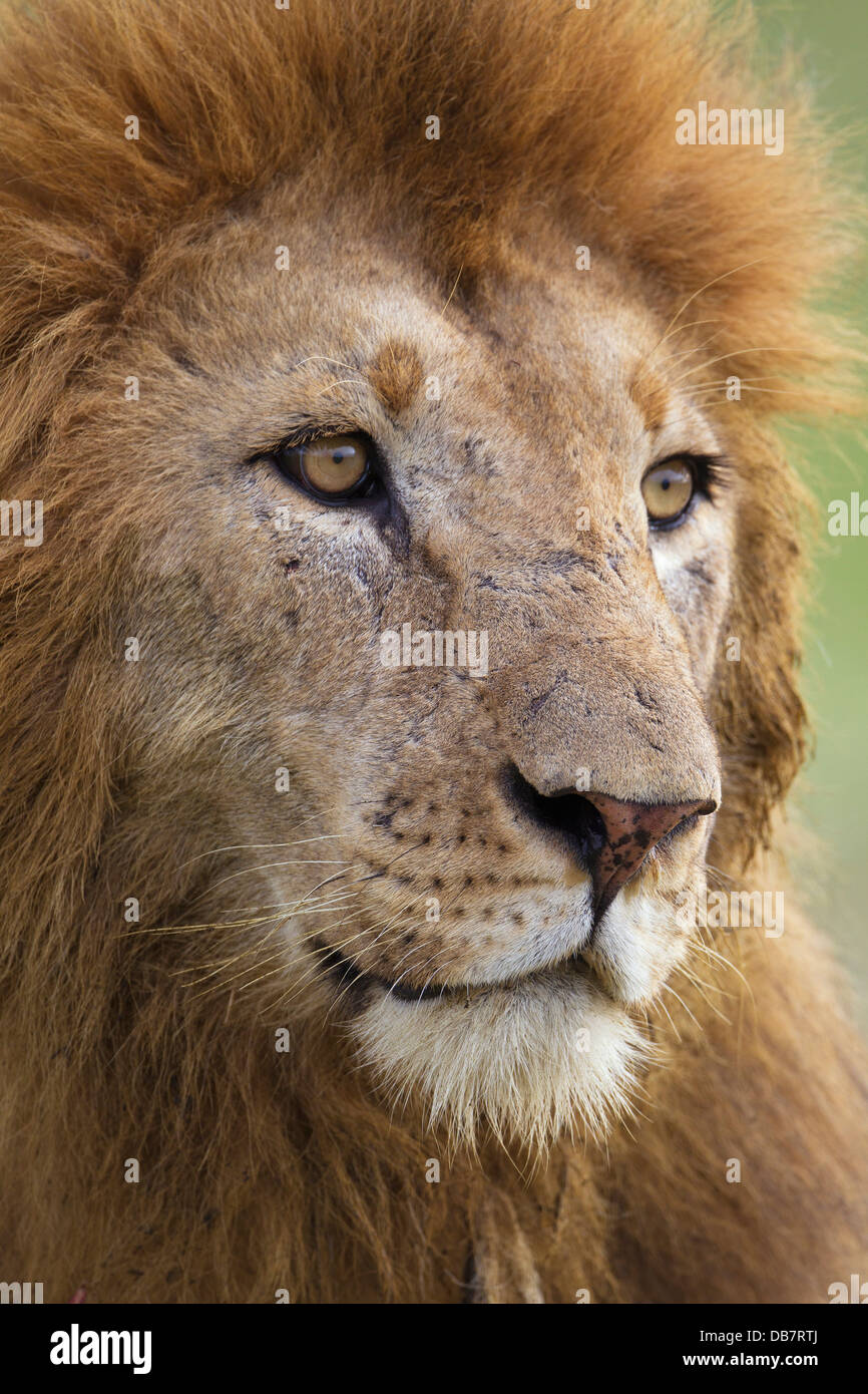 Lion (Panthera leo), maschio, ritratto Foto Stock