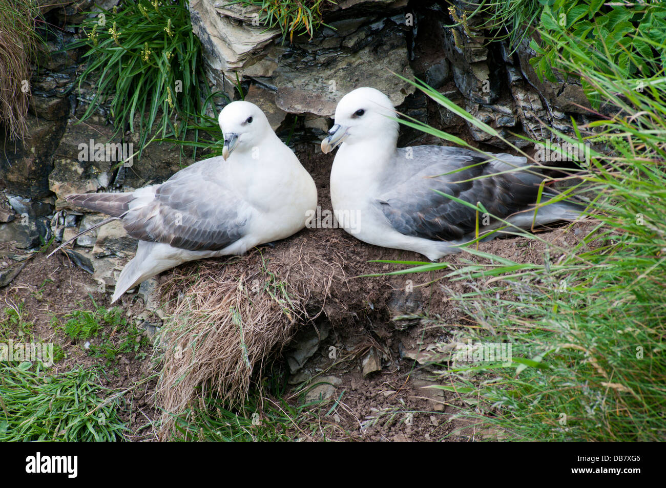 Una coppia di Fulmars (Fulmarus glacialis) su una scogliera listello in Stronsay, Orkney. Foto Stock