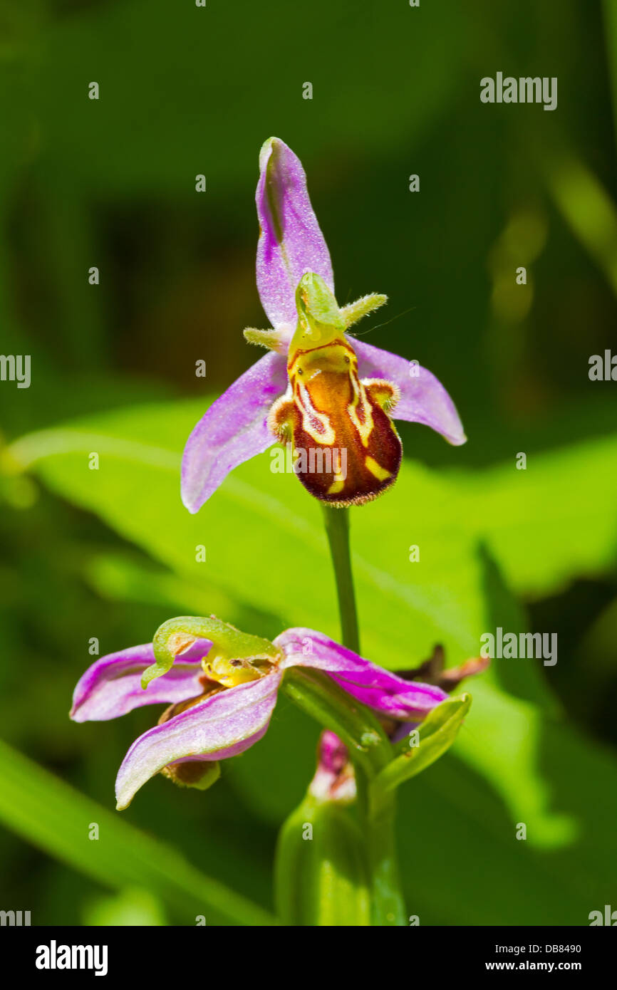 Bee Orchid Foto Stock