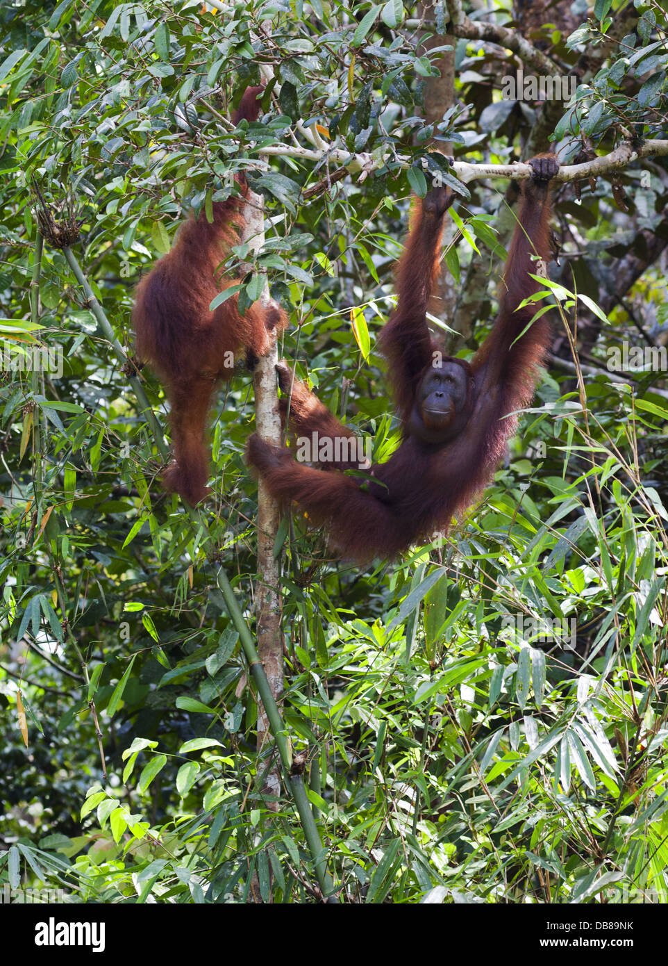Due orangutan, pongo pygmaeus, in un albero, Sarawak, Malaysia Foto Stock