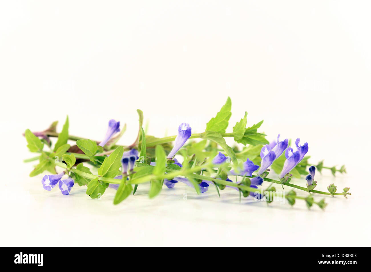 Fiori e foglie della pianta cinese divieto Zhi Lian Foto Stock